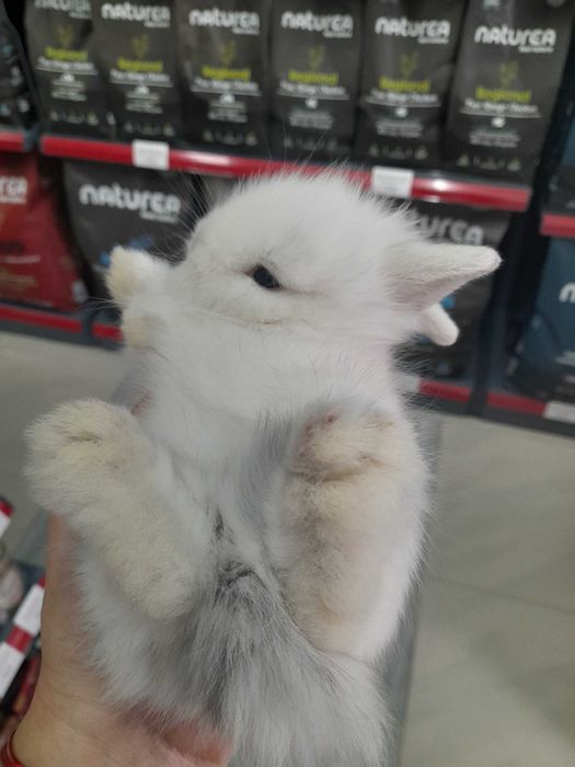 Декоративни мини зайчета на 1 месец