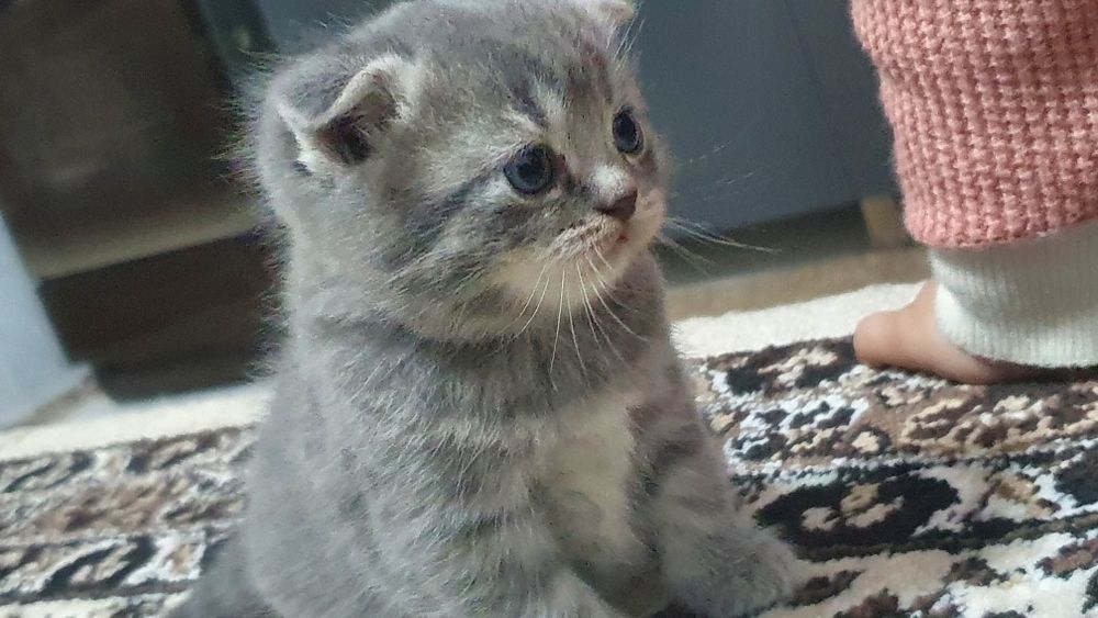 Shotlanskiy skotish Fold Ona-Bola