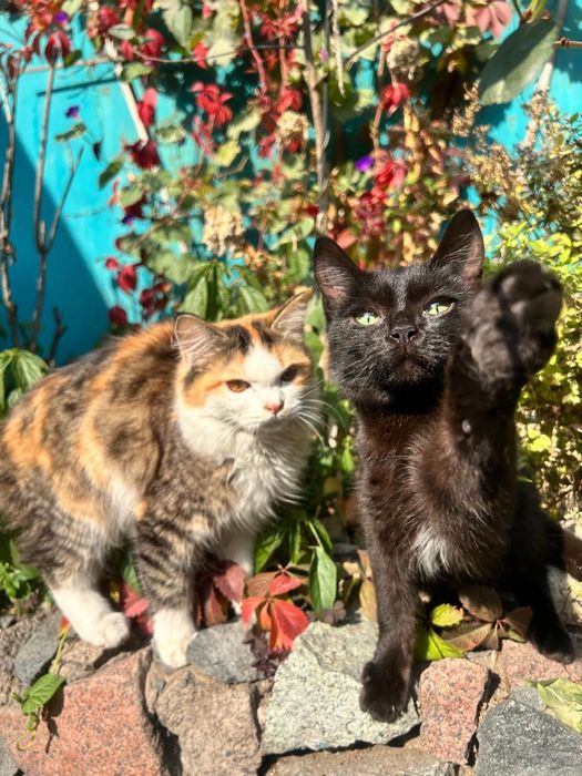 Котики ищут семью.