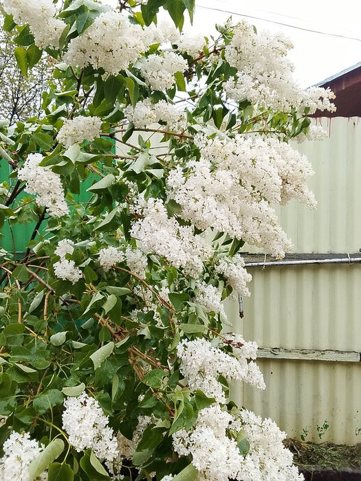 Белая Сирень ветками