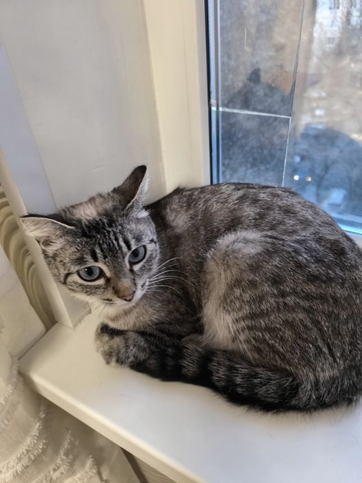 Кошка  тайская метиска