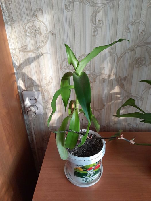 Золотой ус продам