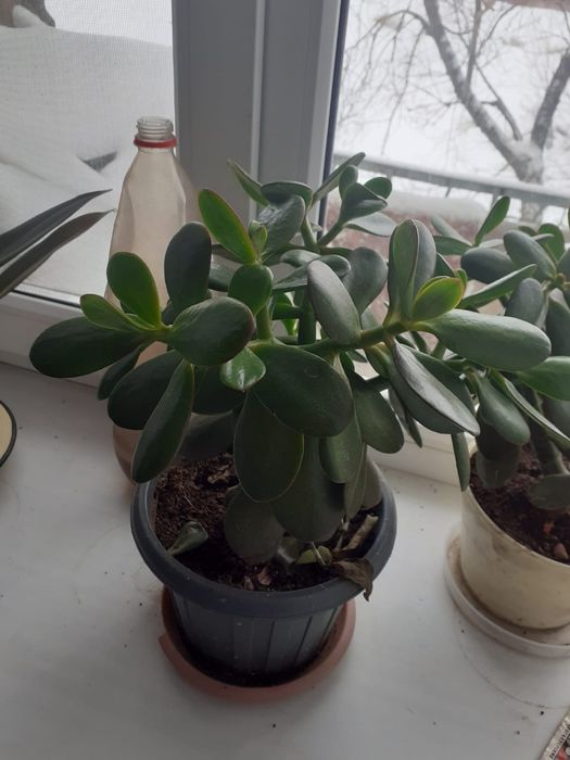 Комнатные растения