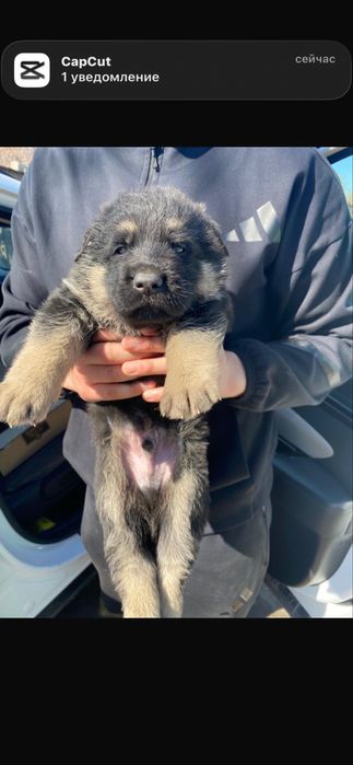 Щенок овчарка.