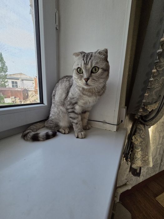 Отдам кота в добрые руки