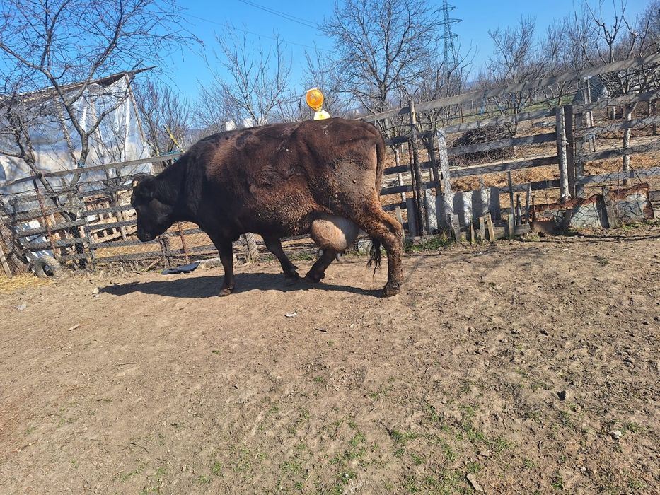 Vaci de lapte de vanzare