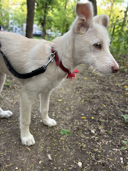 Caine pentru adoptie responsabila