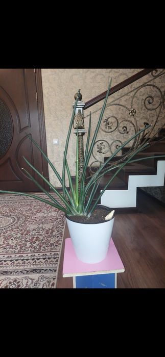 Сансеверия очень красивия, неприхотливая растения