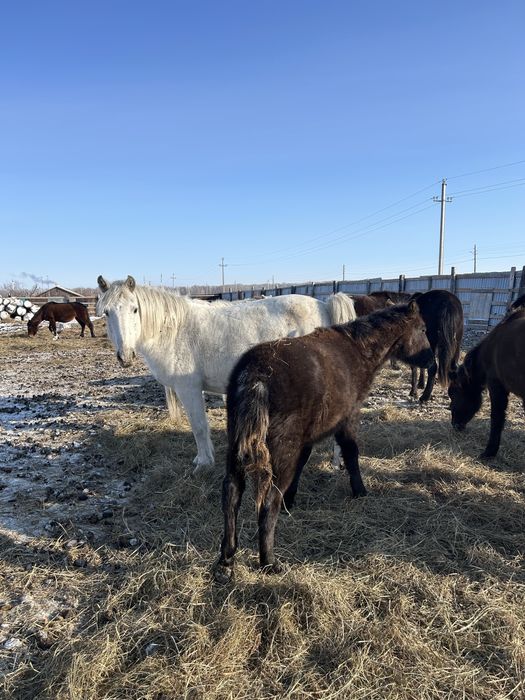 Продам лошадей оптом с жеребятами