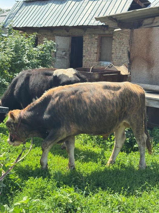 Продам Бычков годовалых