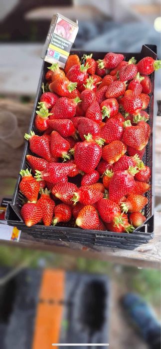 Разсад ягоди Азия, Клери, Албион и малини Полка, Люлин