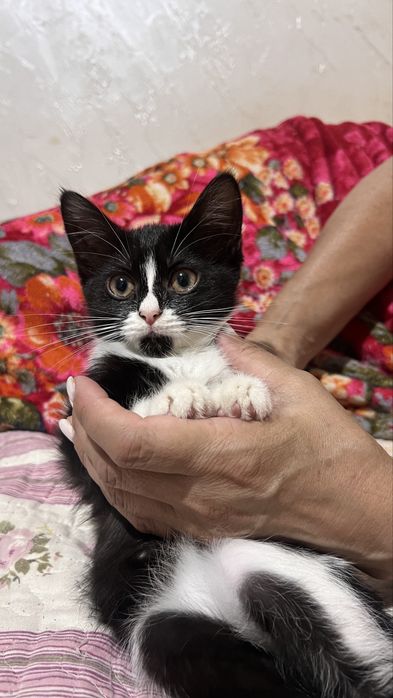 Котёнок  полупородистая