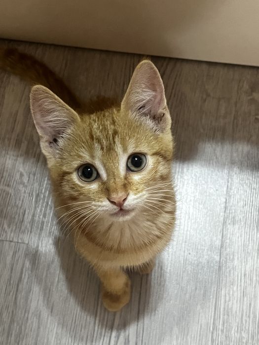 Бесплатно отдам котенка
