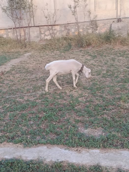 Кучкор барар сотилади