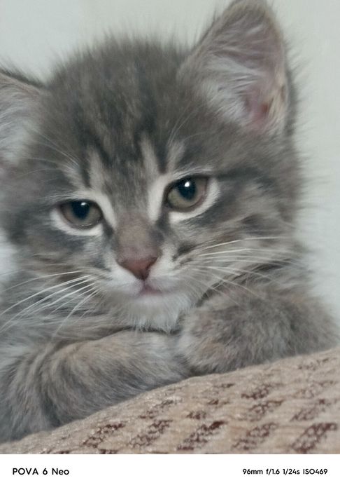 Котята 2 месяца, просто так в хорошие руки