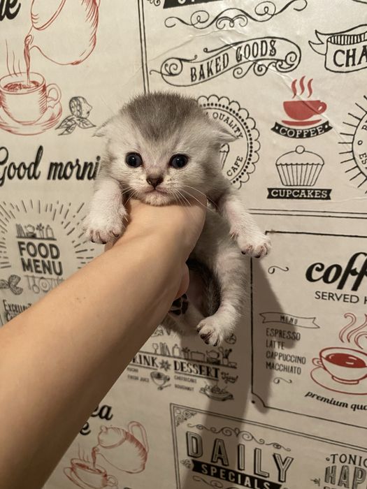 Вислоухий мальчик читайте описание
