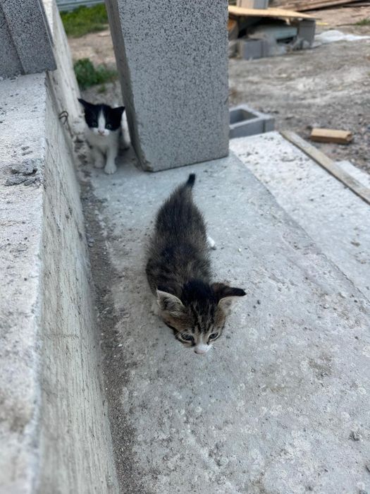 Отдам котят в хорошие руки.