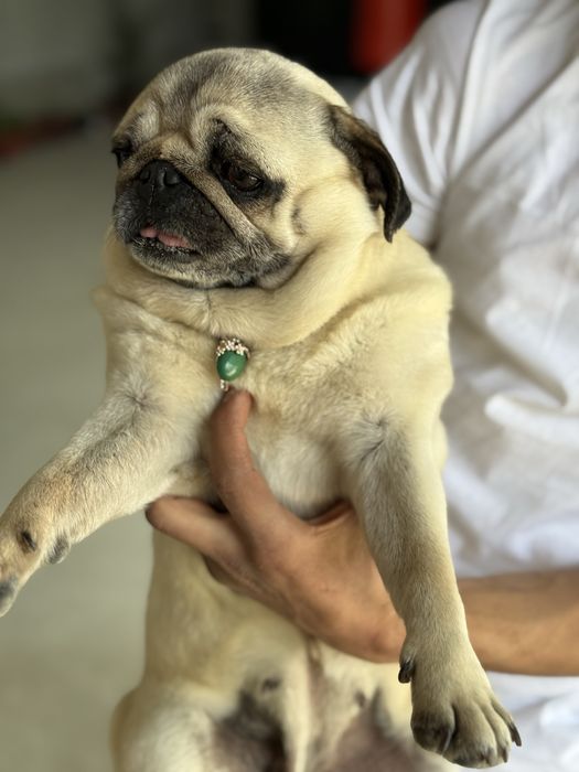 мопс сотилади келишамиз