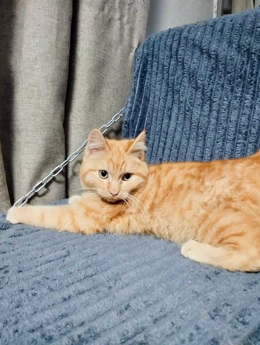 Рыжий котик ищет дом