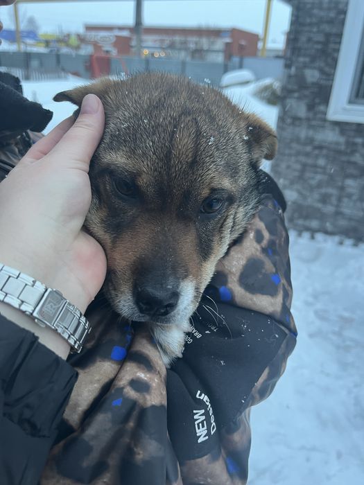 Отдам щенка в добрые руки