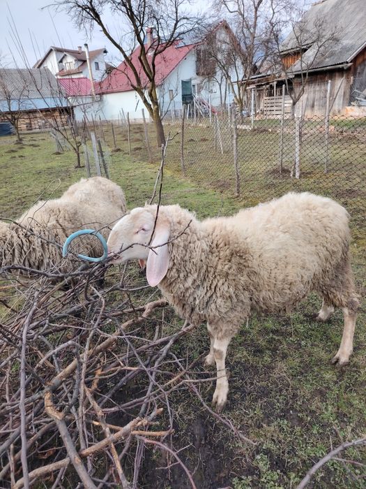 Vînd doua oi și un berbec