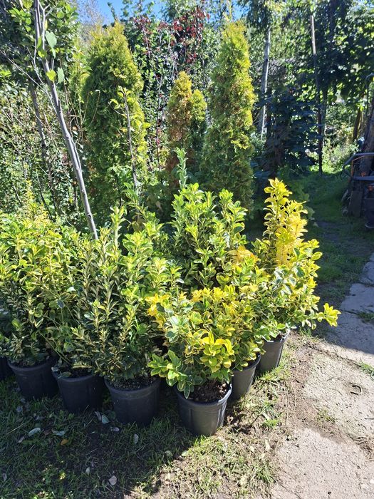 Plante ornamentale tuia leylandii smarald mesteacan