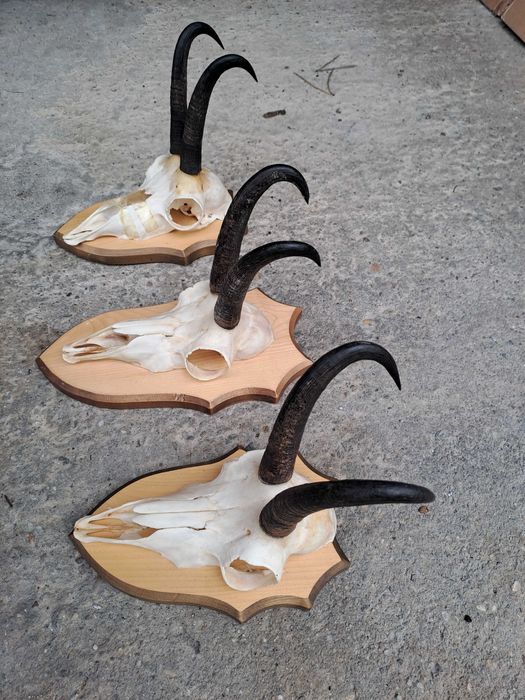 coarne capra neagra panoplie lemn