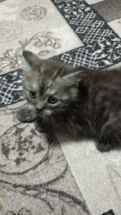 Продам котят породистых