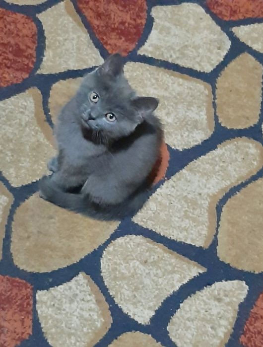 шотландская вислоухая котята (скоттиш-фолд)