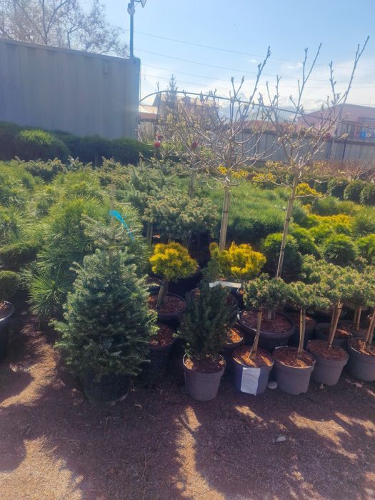 Ели голубые сосна можевельник