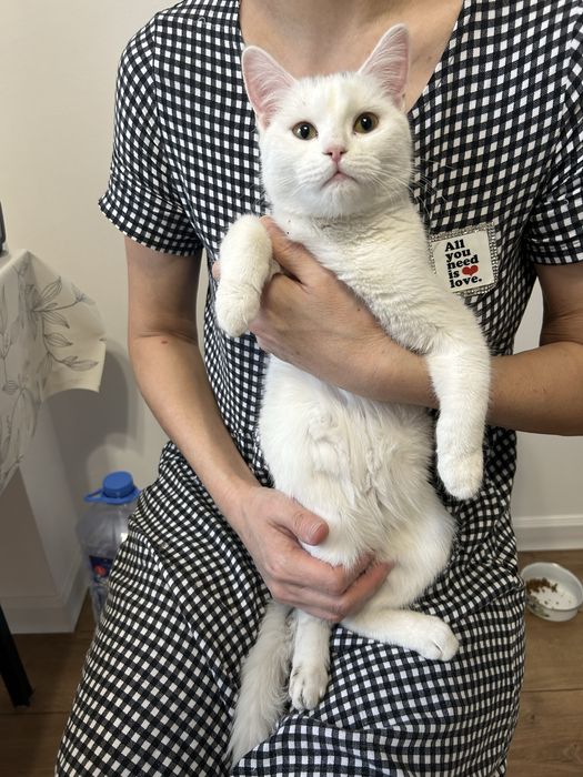 Отдам котенка, девочка