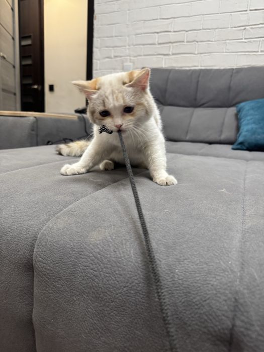 Котенок в добрые руки