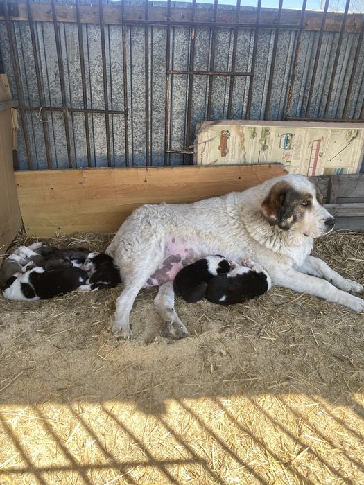 Продам шенка тобет