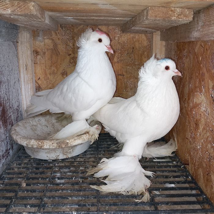 Schimb porumbei uriasi maghiari