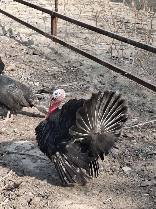 Ташкент кора индук куркилари бор тухуми сотилади манзил маргилон 998 9