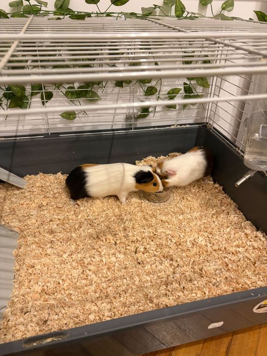 Vand porcusori adorabili