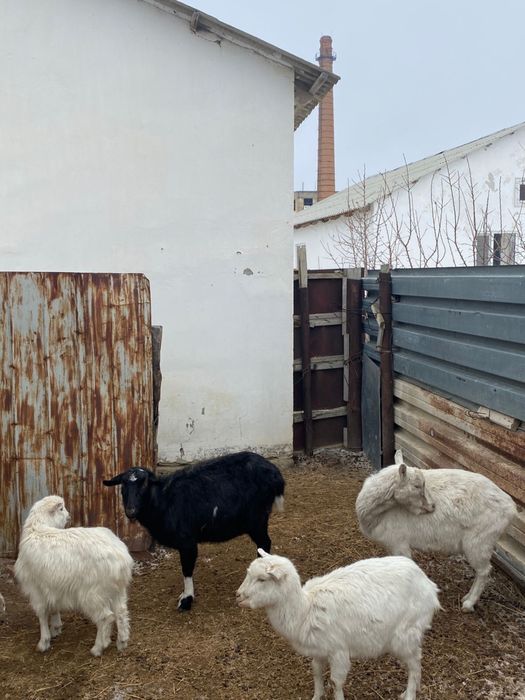 Ешкі сатылады Занен ешкі