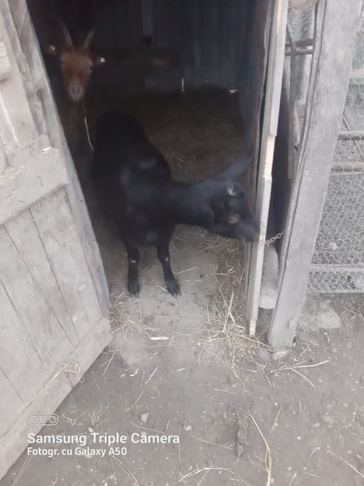 Vand capra cu ied in burta