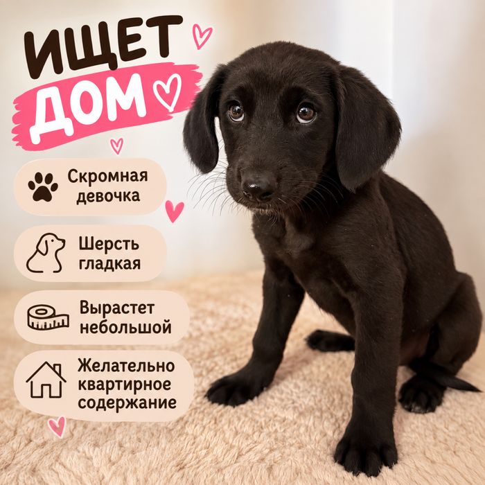 Отдам в хорошие руки