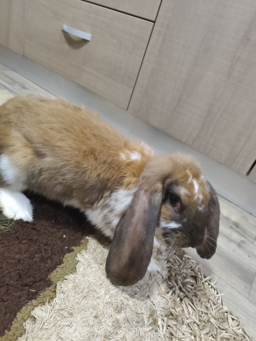 Iepure berbec german