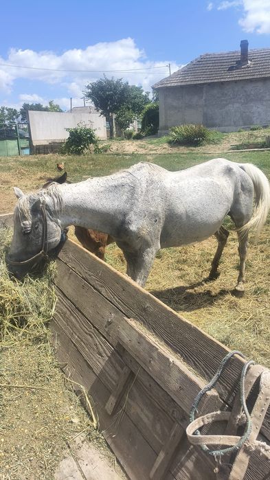 Iapă de vânzare cuminte pozele sunt de acum 3 luni nu este a mea daca vreți sa vedeți cum arată acum mă sunați iapa acum este grasă