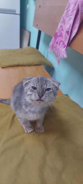 Котёнок девочка вислоухая