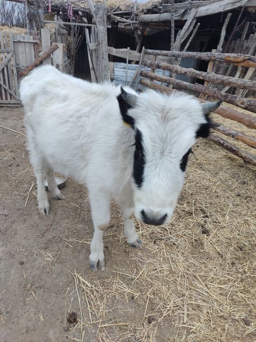 Қашар бар сатылымда