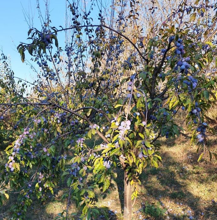 Prune de vânzare
