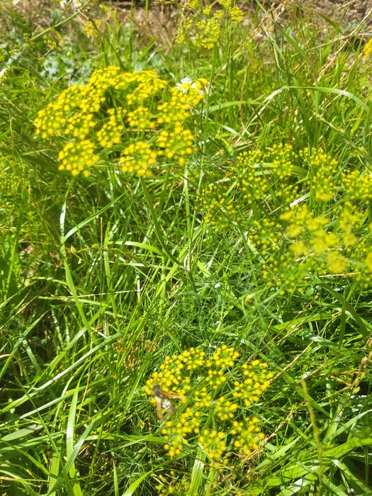 Продаётся дом мечты