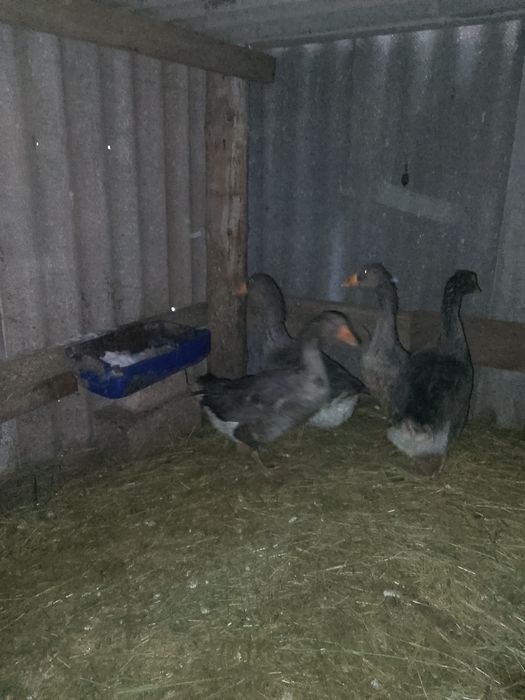 Продам гусей, индейки