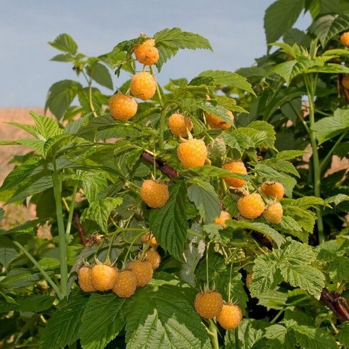 Pepiniera vindem arbuști si pomi fructiferi, exotici, vita de vie. Cireș amar de maxut zmeura livram in toata tara prin curier