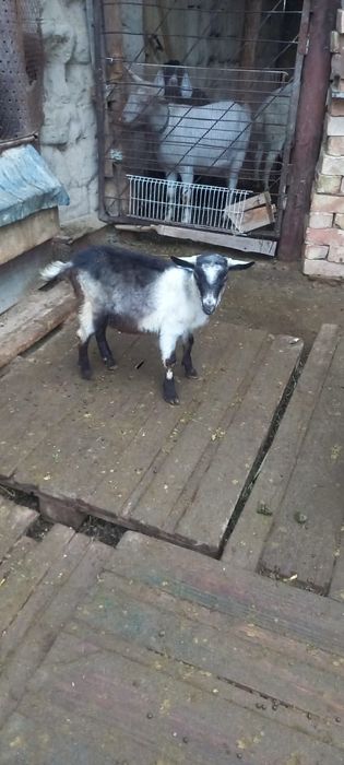 Порода теке лақтар сатамын