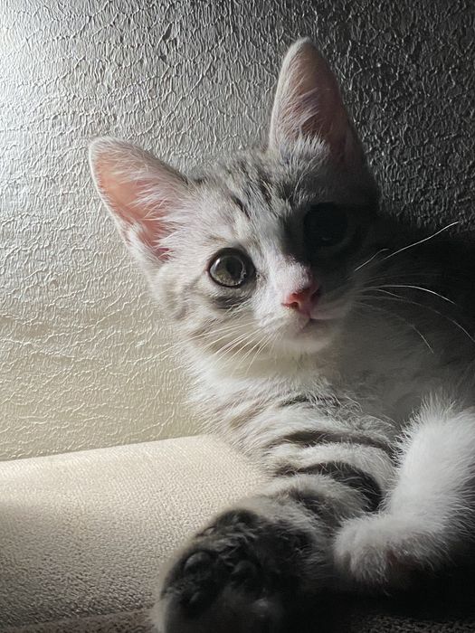 отдам котенка бесплатно