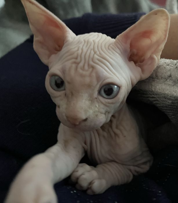 Котята, сфинкс канадский и браш банбино